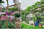 Cuộc sống an yên trong ngôi nhà có vườn hoa hồng quanh năm tỏa hương sắc của gia đình 3 thế hệ ở Ba Vì, Hà Nội-36