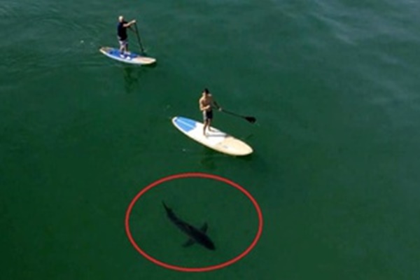 Khoảnh khắc cá mập lao lên đớp mô tô nước, suýt cắn trúng người lái-1
