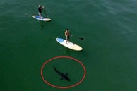 Cá mập trắng vây quanh du khách ở bãi biển Mỹ