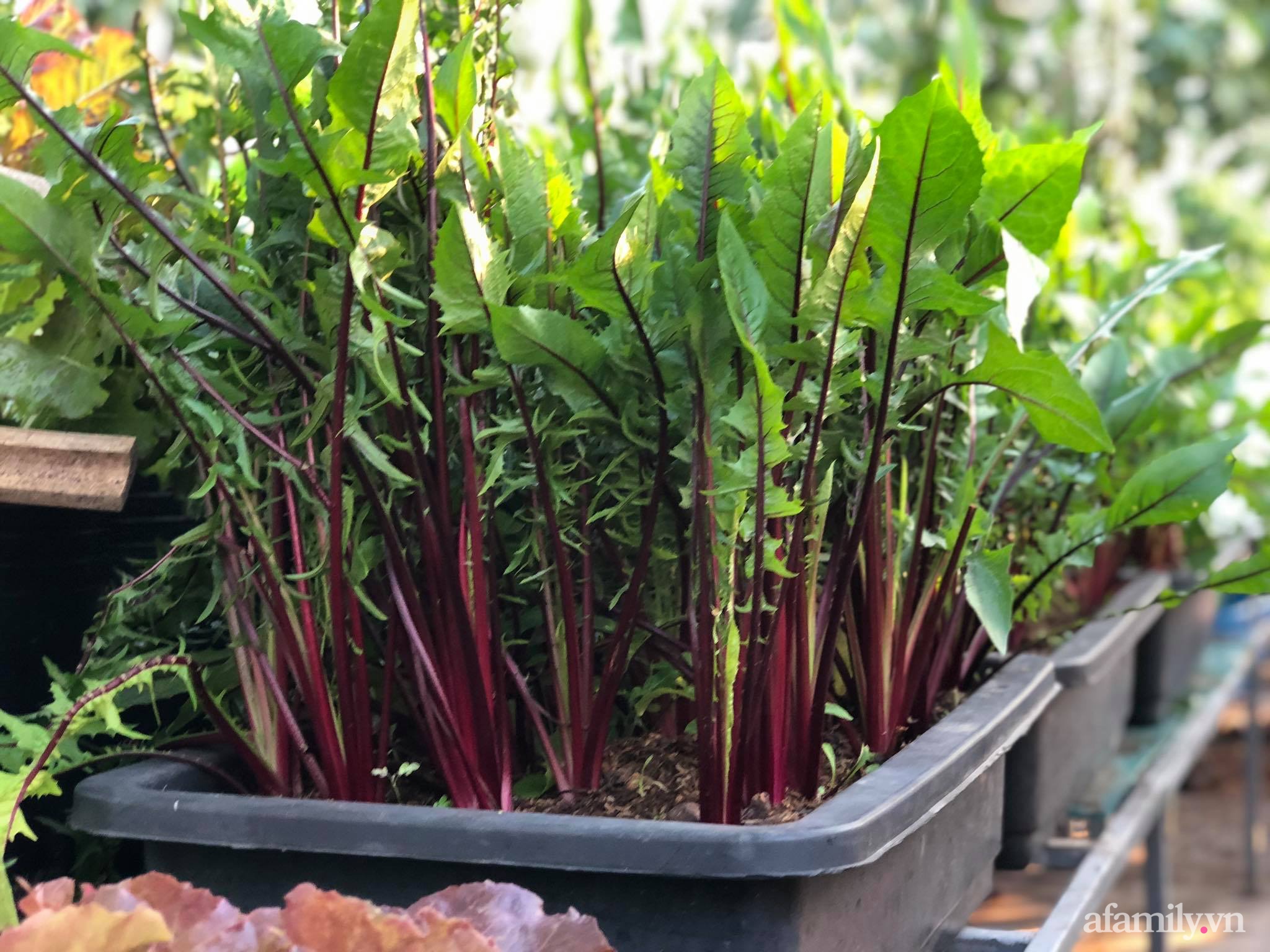 Sân thượng 100m² xanh tươi rau quả sạch của mẹ đảm ở Đà Nẵng-15