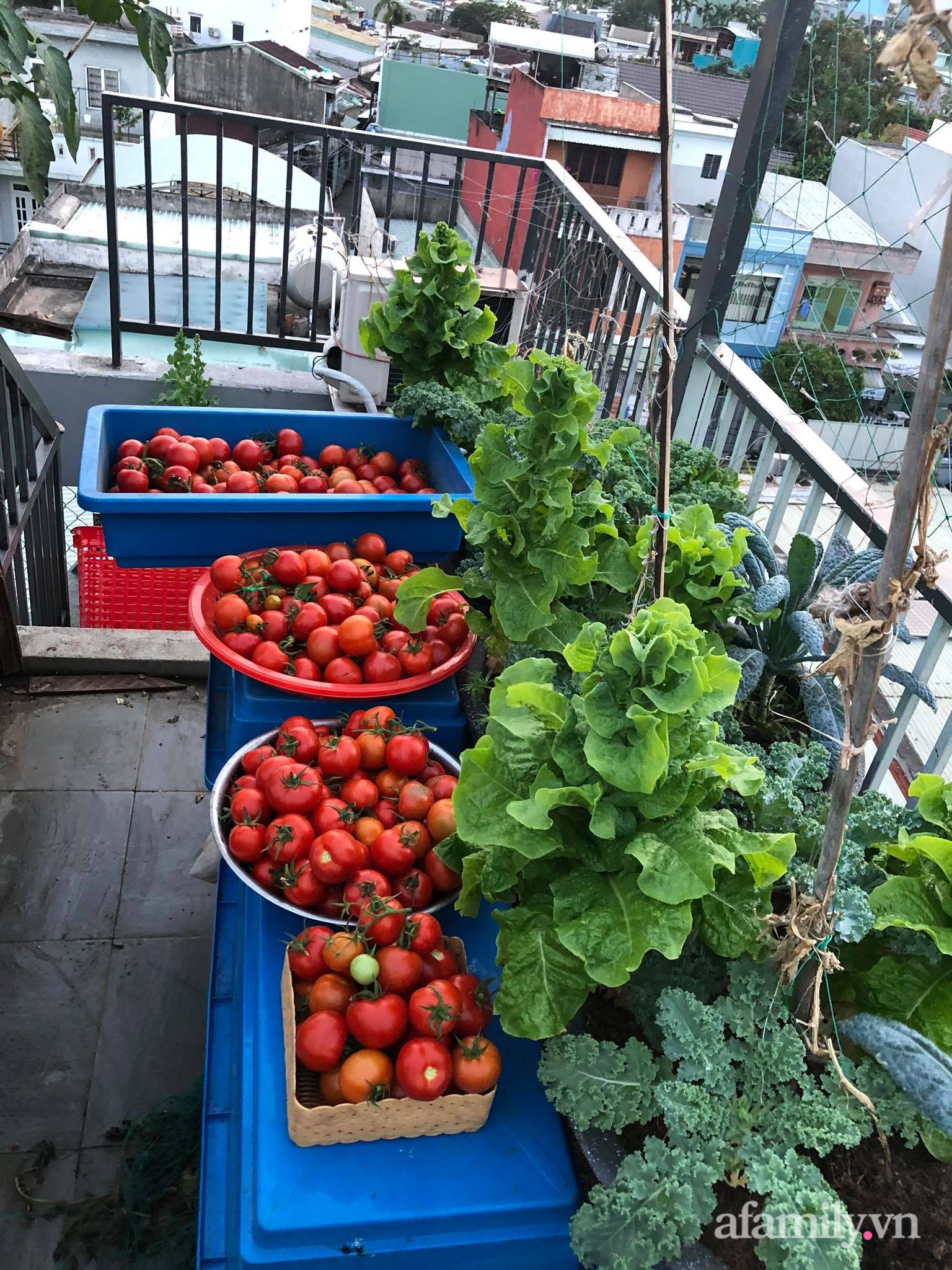 Sân thượng 100m² xanh tươi rau quả sạch của mẹ đảm ở Đà Nẵng-12
