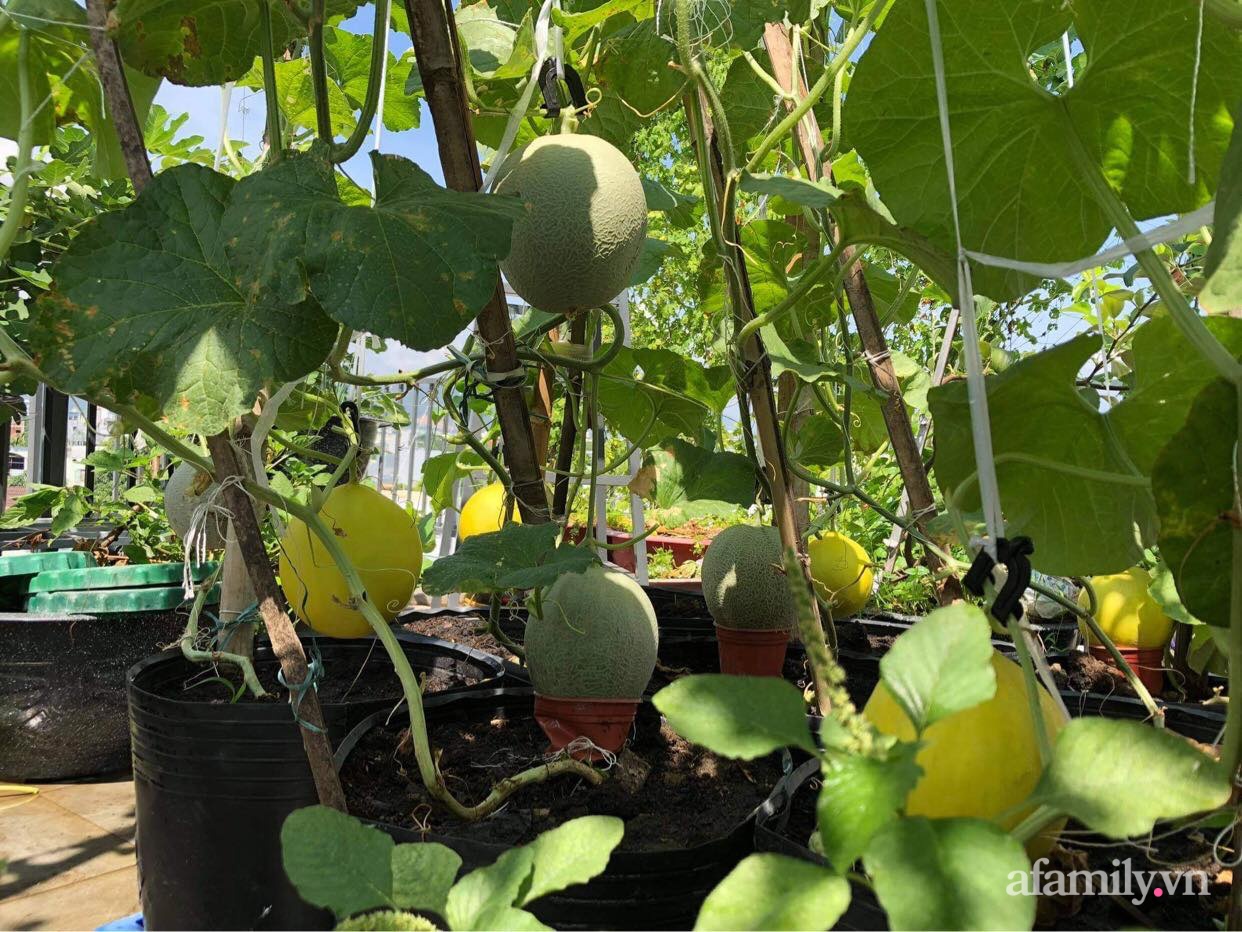 Sân thượng 100m² xanh tươi rau quả sạch của mẹ đảm ở Đà Nẵng-3