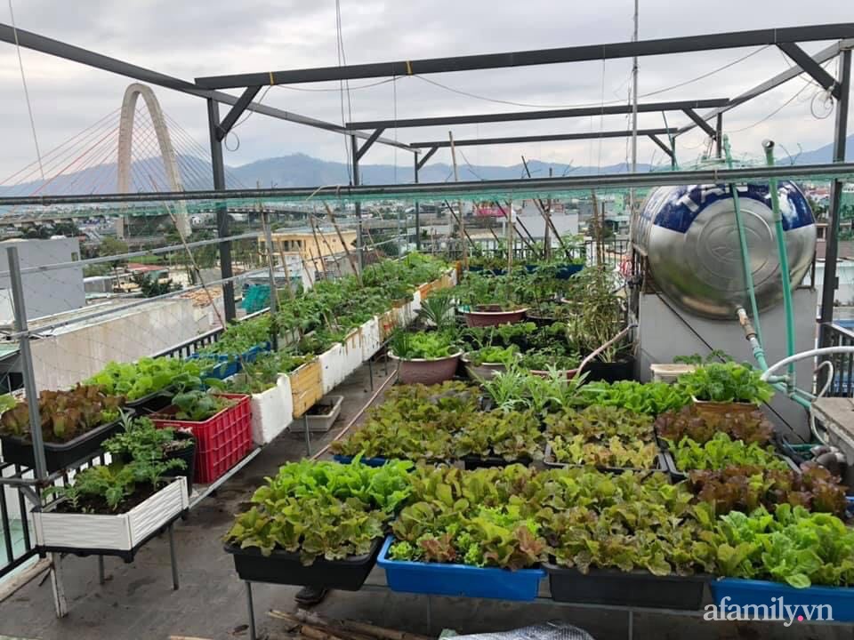 Sân thượng 100m² xanh tươi rau quả sạch của mẹ đảm ở Đà Nẵng-1