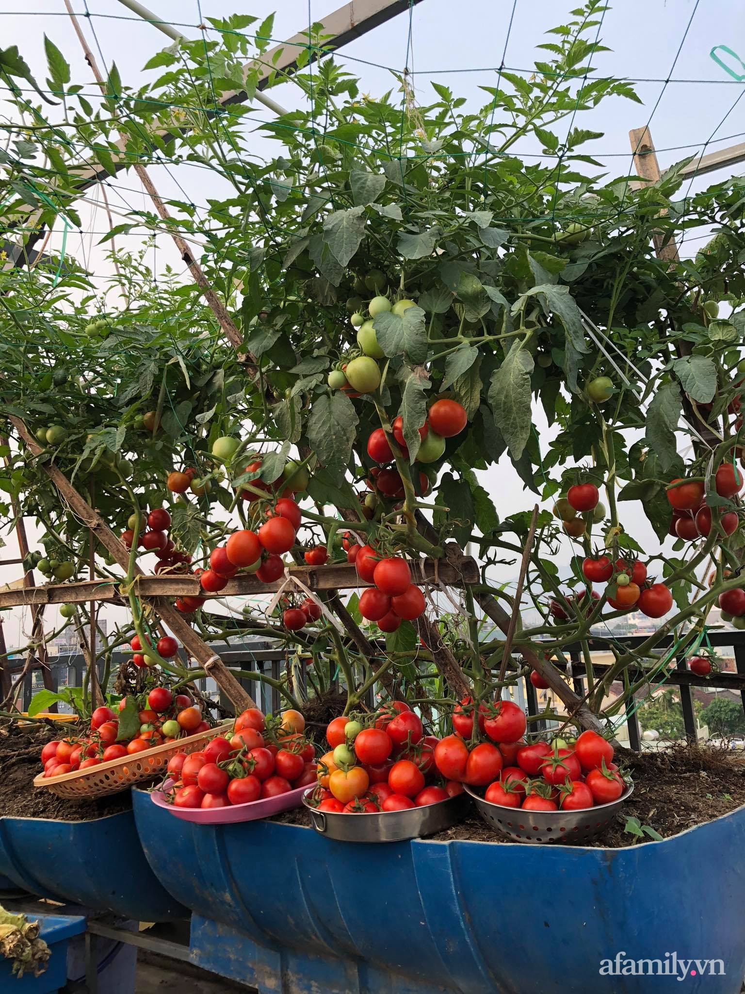 Sân thượng 100m² xanh tươi rau quả sạch của mẹ đảm ở Đà Nẵng-9