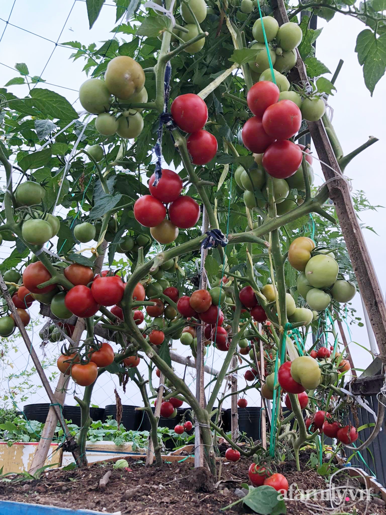 Sân thượng 100m² xanh tươi rau quả sạch của mẹ đảm ở Đà Nẵng-6