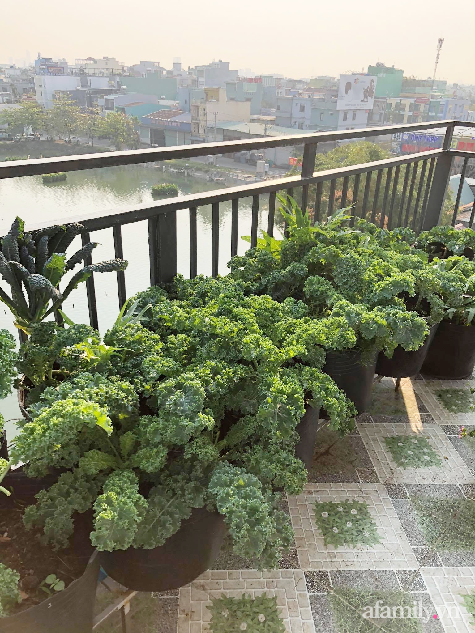Sân thượng 100m² xanh tươi rau quả sạch của mẹ đảm ở Đà Nẵng-22