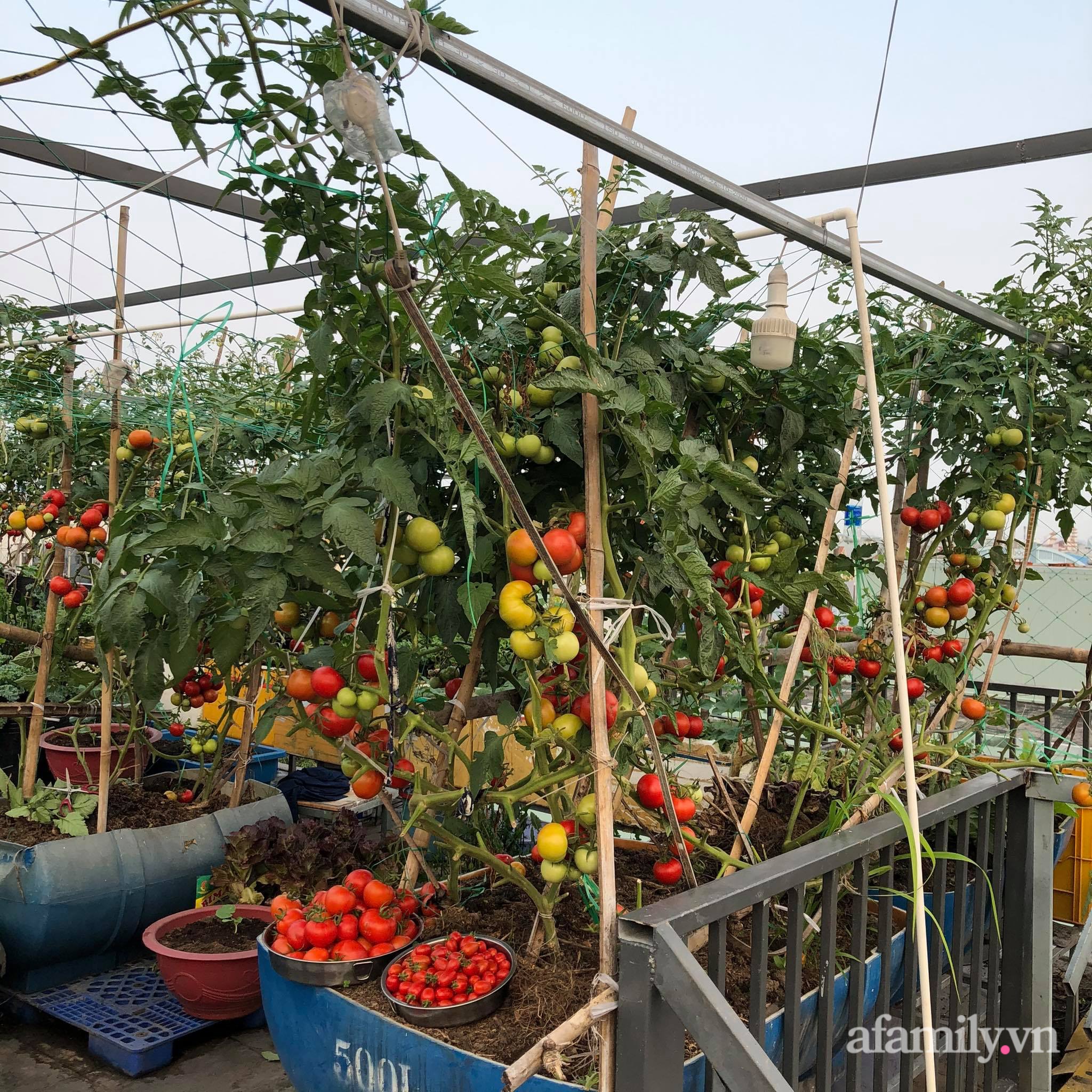 Sân thượng 100m² xanh tươi rau quả sạch của mẹ đảm ở Đà Nẵng-14