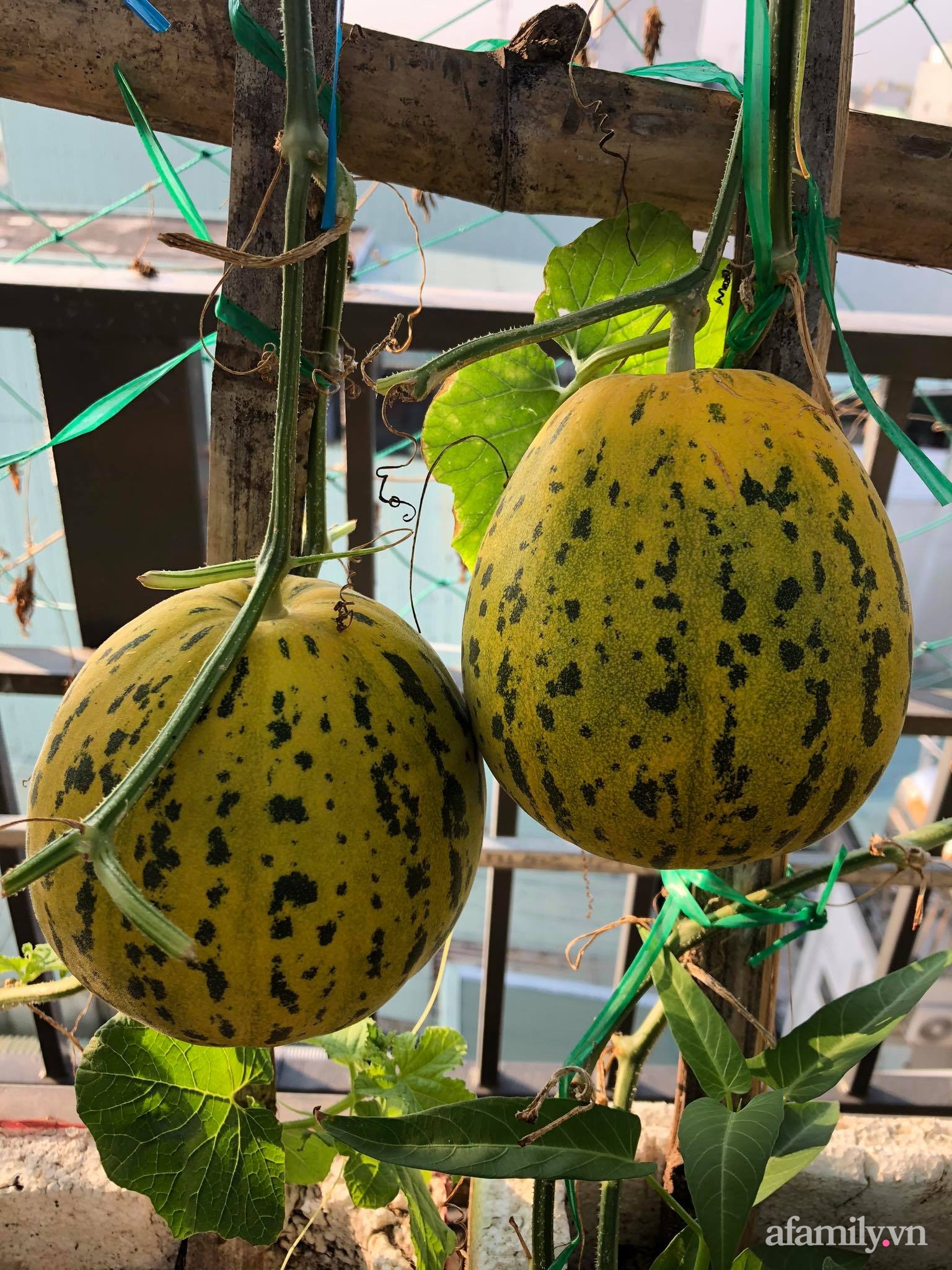 Sân thượng 100m² xanh tươi rau quả sạch của mẹ đảm ở Đà Nẵng-20