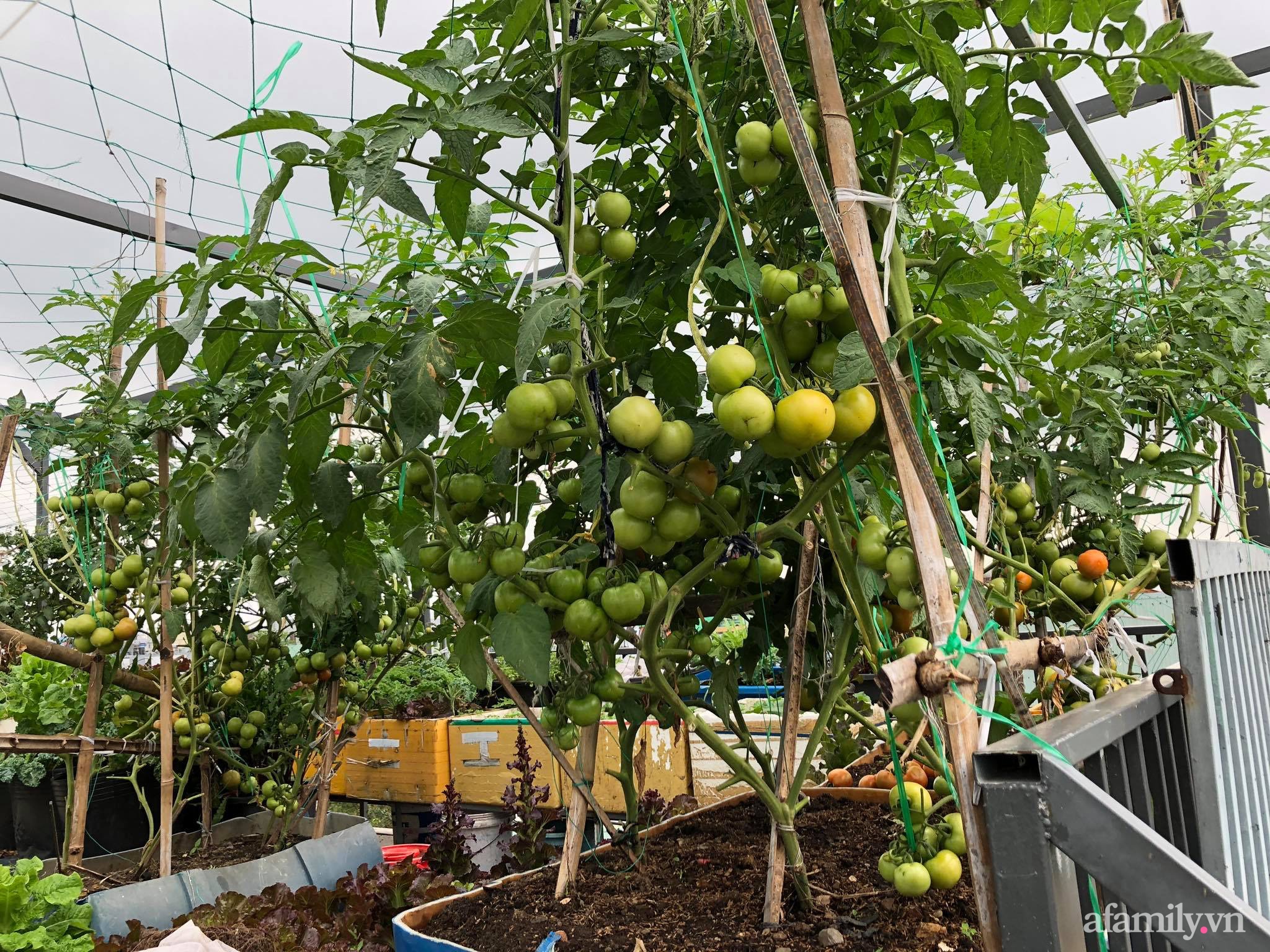 Sân thượng 100m² xanh tươi rau quả sạch của mẹ đảm ở Đà Nẵng-2
