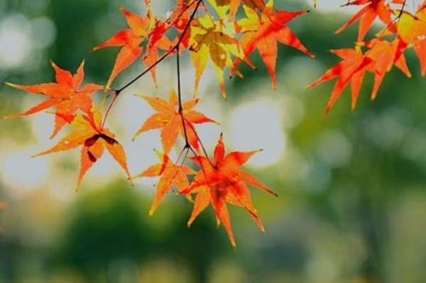 Tháng 5 âm lịch, 3 con giáp có quý nhân che chở, mưa thuận gió hòa, tài lộc dư dả-2