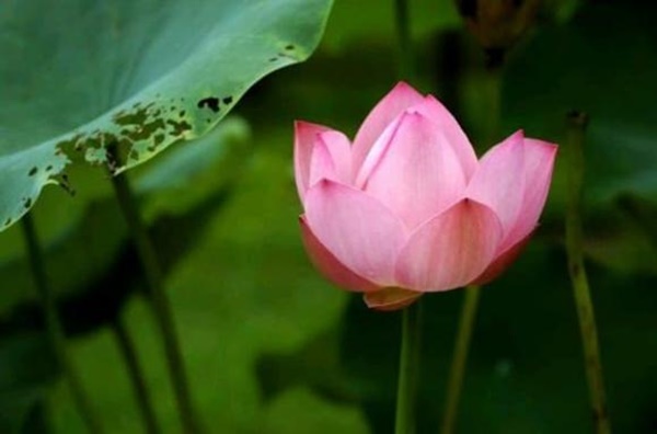 Tháng 5 âm lịch, 3 con giáp có quý nhân che chở, mưa thuận gió hòa, tài lộc dư dả-3