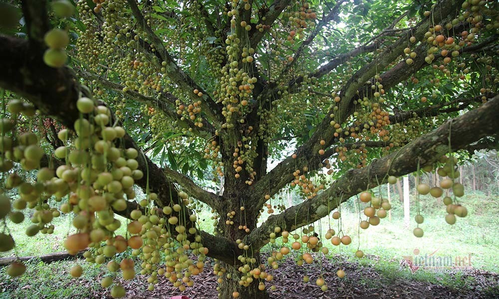 Cây cổ thụ nghìn quả đỏ hồng từ gốc tới ngọn: Đại gia xin mua, cụ chủ lắc đầu-2