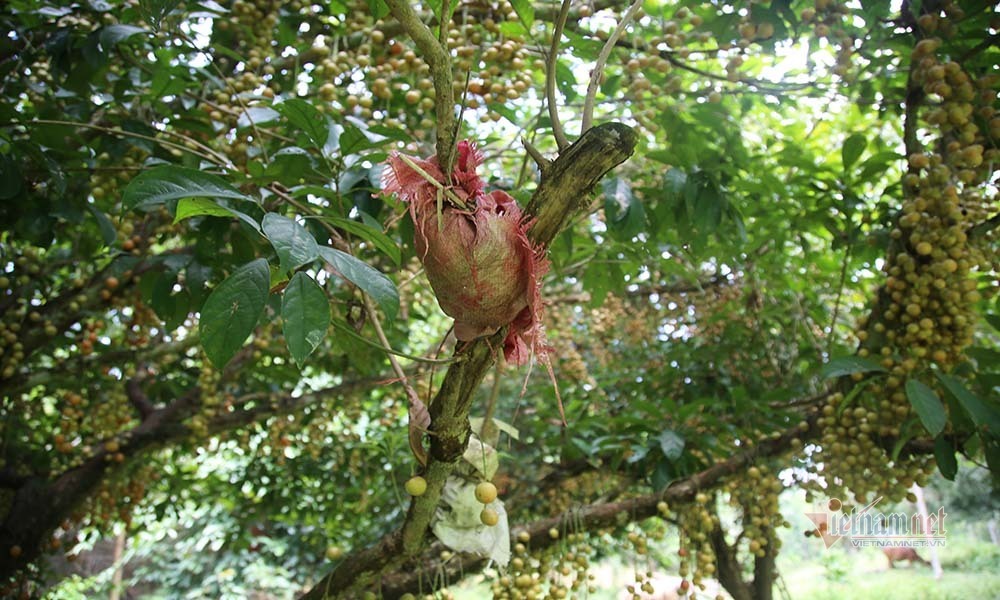 Cây cổ thụ nghìn quả đỏ hồng từ gốc tới ngọn: Đại gia xin mua, cụ chủ lắc đầu-3