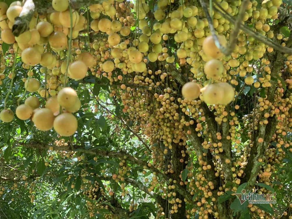 Cây cổ thụ nghìn quả đỏ hồng từ gốc tới ngọn: Đại gia xin mua, cụ chủ lắc đầu-4