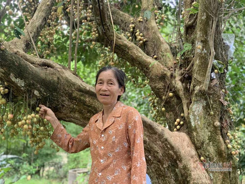 Cây cổ thụ nghìn quả đỏ hồng từ gốc tới ngọn: Đại gia xin mua, cụ chủ lắc đầu-11