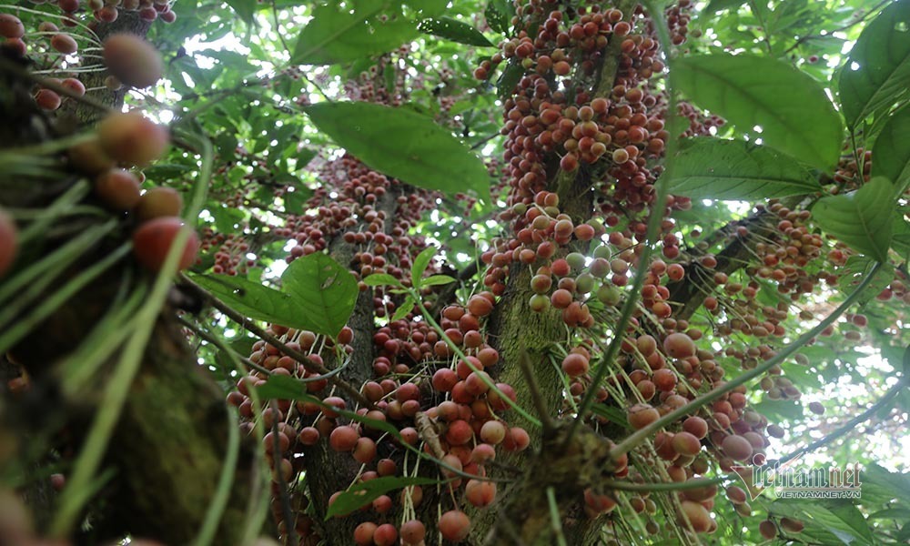 Cây cổ thụ nghìn quả đỏ hồng từ gốc tới ngọn: Đại gia xin mua, cụ chủ lắc đầu-14