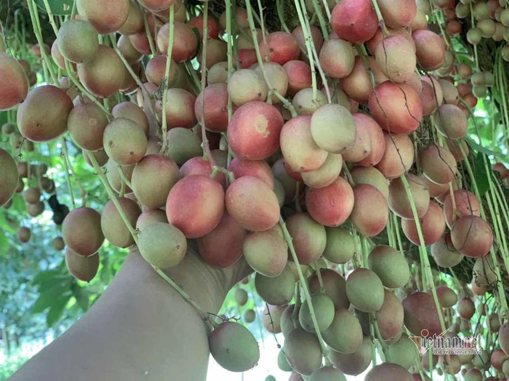 Cây cổ thụ nghìn quả đỏ hồng từ gốc tới ngọn: Đại gia xin mua, cụ chủ lắc đầu-5