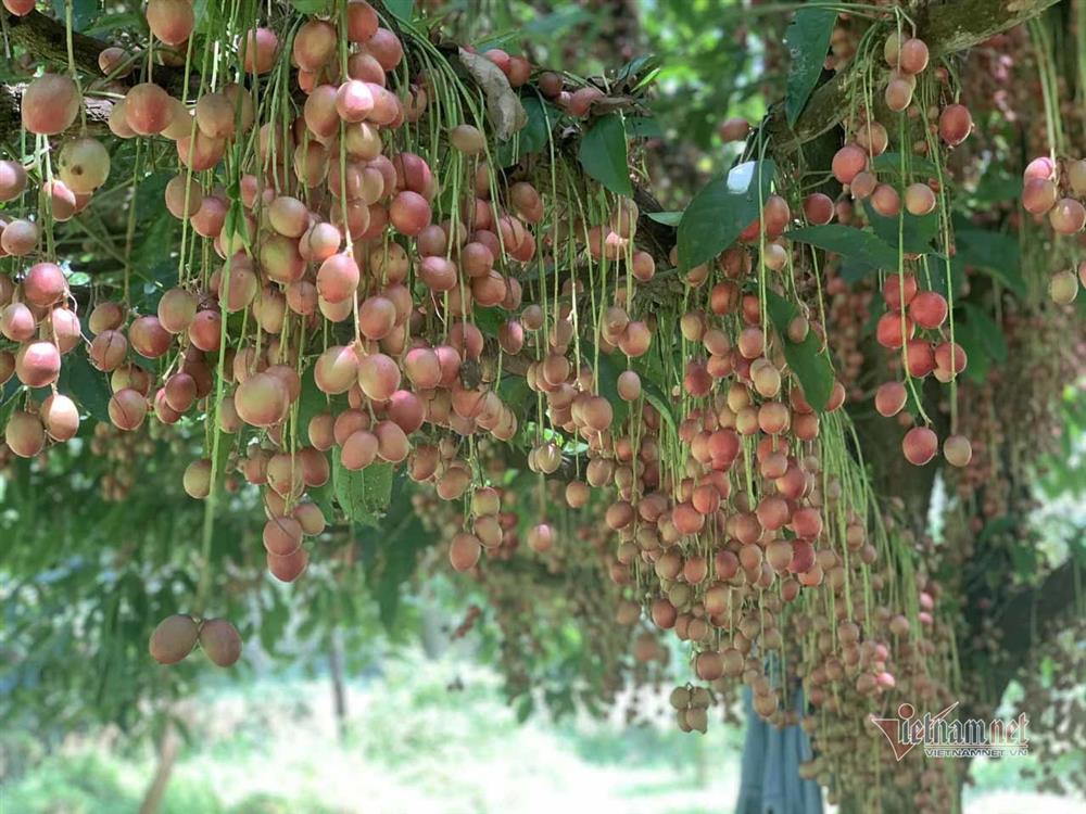 Cây cổ thụ nghìn quả đỏ hồng từ gốc tới ngọn: Đại gia xin mua, cụ chủ lắc đầu-6