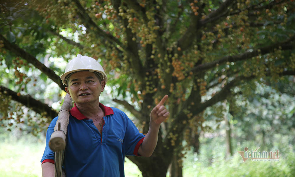 Cây cổ thụ nghìn quả đỏ hồng từ gốc tới ngọn: Đại gia xin mua, cụ chủ lắc đầu-7
