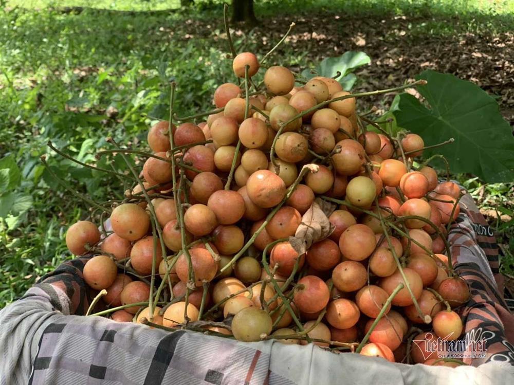 Cây cổ thụ nghìn quả đỏ hồng từ gốc tới ngọn: Đại gia xin mua, cụ chủ lắc đầu-9