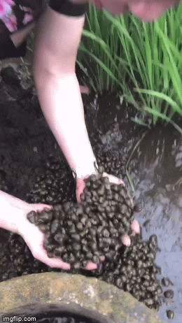 Ngỡ ngàng với cánh đồng lúa tại Nhật Bản có loài vật ở Việt Nam ăn cực ngon mà chẳng ai thèm bắt-3