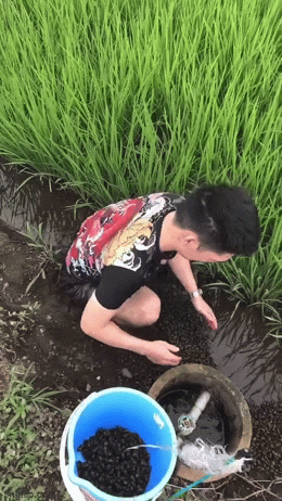 Ngỡ ngàng với cánh đồng lúa tại Nhật Bản có loài vật ở Việt Nam ăn cực ngon mà chẳng ai thèm bắt-1