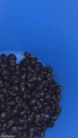 Ngỡ ngàng với cánh đồng lúa tại Nhật Bản có loài vật ở Việt Nam ăn cực ngon mà chẳng ai thèm bắt-2