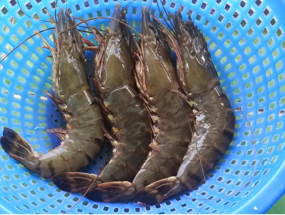 Tôm có ‘hạ giá sập sàn’, rẻ như cho cũng tuyệt đối không mua khi có một điểm này-1