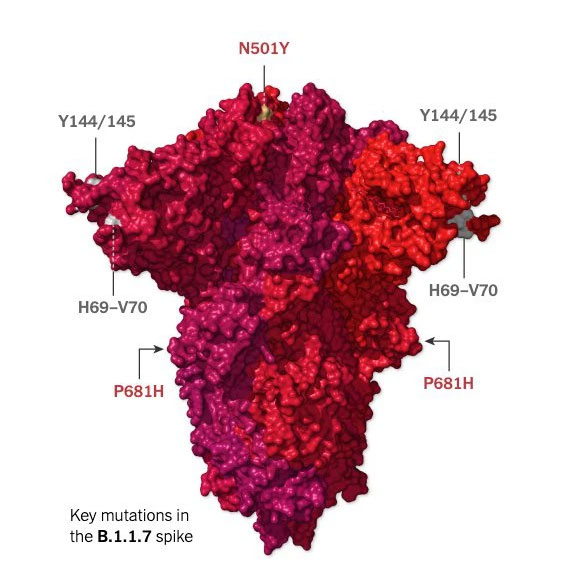 Phân tích kết quả giải trình tự gene cho thấy: Biến chủng SARS-CoV-2 mới xuất hiện tại Việt Nam rất nguy hiểm-1