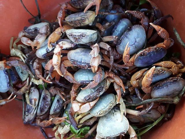 Cua đá núi đưa về Hà Nội được quảng cáo là ngon hơn cua biển, rẻ hơn cua đồng”-2