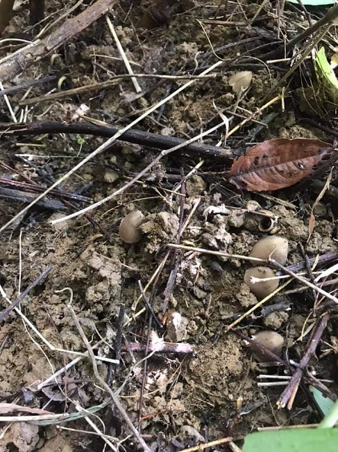 Kiếm vài triệu đồng mỗi đêm nhờ soi đèn đi tìm loại nấm mọc quanh tổ mối-2