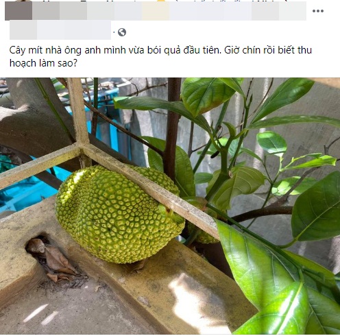 Cây mít lần đầu ra quả quý hơn vàng nhưng lại gây hoang mang vì mọc ở chỗ oái oăm, đến gia chủ cũng bó tay không biết phải thu hoạch ra sao-1