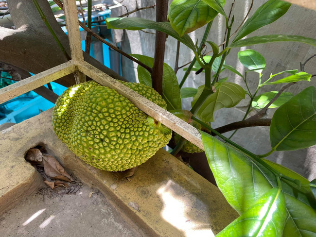 Cây mít lần đầu ra quả quý hơn vàng nhưng lại gây hoang mang vì mọc ở chỗ oái oăm, đến gia chủ cũng bó tay không biết phải thu hoạch ra sao-2