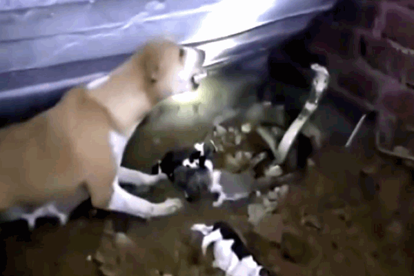 Nắng nóng, rắn hổ mang chui vào nhà dân tu vội nước từ vòi-1