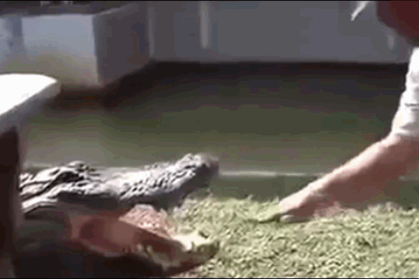 Clip: Bị nhăm nhe tấn công, cô gái rút dép tông dọa cá sấu và cái kết-1