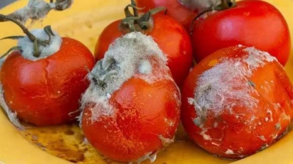 Đừng vứt cà chua thối đi, cà chua càng thối thì chúng càng hữu ích nếu bạn biết những tác dụng này-2