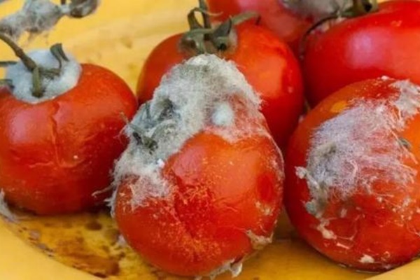 Cà chua thối vứt đi thật tiếc! Biết những mẹo này bạn sẽ thấy chúng thật hữu ích