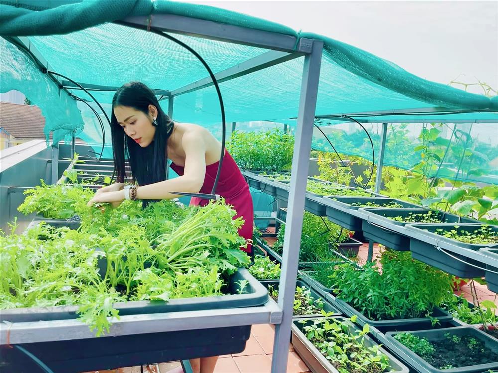 Sân thượng trong nhà phố rộng 100m2 của Diệp Bảo Ngọc tràn ngập rau xanh, hoa quả sạch đáng mơ ước-2