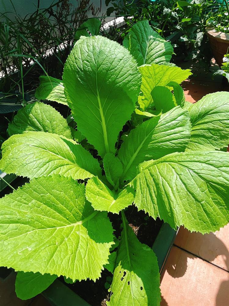 Sân thượng trong nhà phố rộng 100m2 của Diệp Bảo Ngọc tràn ngập rau xanh, hoa quả sạch&nbsp;đáng mơ ước-6