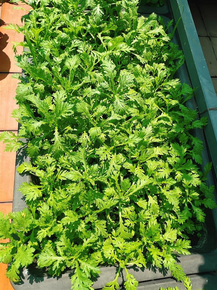 Sân thượng trong nhà phố rộng 100m2 của Diệp Bảo Ngọc tràn ngập rau xanh, hoa quả sạch đáng mơ ước-4