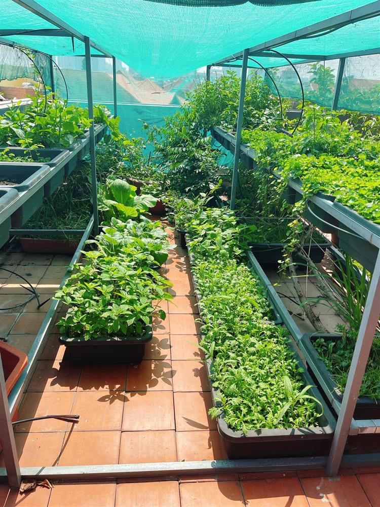 Sân thượng trong nhà phố rộng 100m2 của Diệp Bảo Ngọc tràn ngập rau xanh, hoa quả sạch đáng mơ ước-3