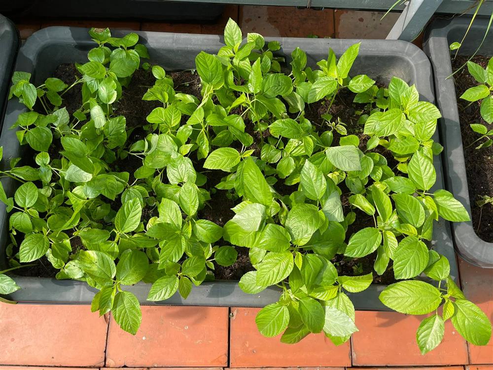 Sân thượng trong nhà phố rộng 100m2 của Diệp Bảo Ngọc tràn ngập rau xanh, hoa quả sạch&nbsp;đáng mơ ước-7