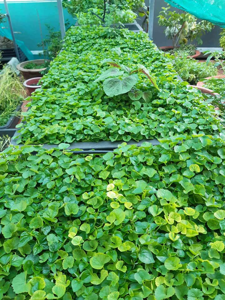 Sân thượng trong nhà phố rộng 100m2 của Diệp Bảo Ngọc tràn ngập rau xanh, hoa quả sạch đáng mơ ước-10