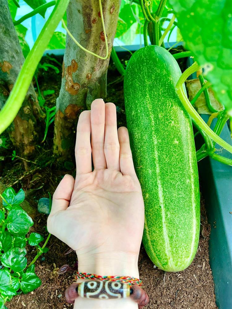 Sân thượng trong nhà phố rộng 100m2 của Diệp Bảo Ngọc tràn ngập rau xanh, hoa quả sạch đáng mơ ước-11