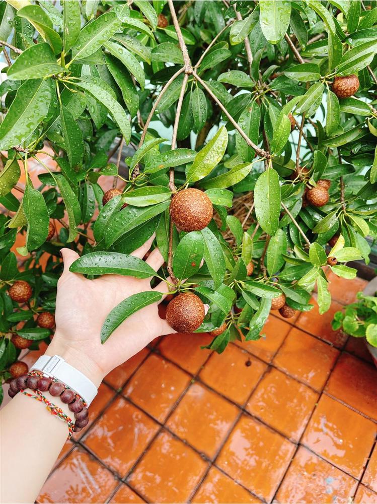 Sân thượng trong nhà phố rộng 100m2 của Diệp Bảo Ngọc tràn ngập rau xanh, hoa quả sạch đáng mơ ước-12