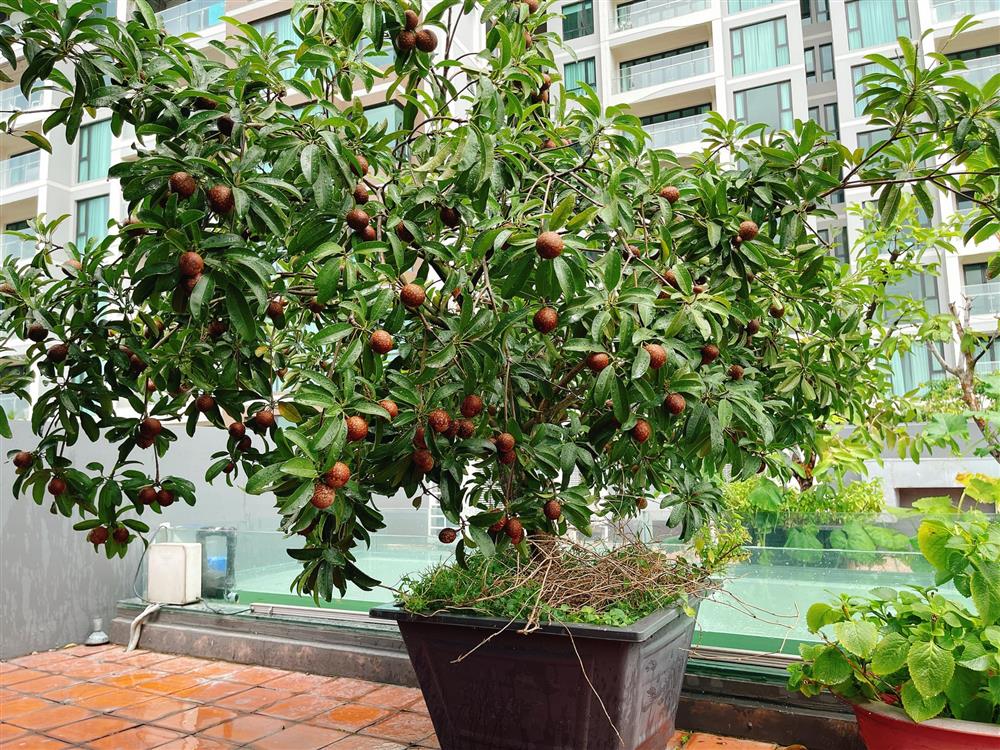 Sân thượng trong nhà phố rộng 100m2 của Diệp Bảo Ngọc tràn ngập rau xanh, hoa quả sạch&nbsp;đáng mơ ước-13