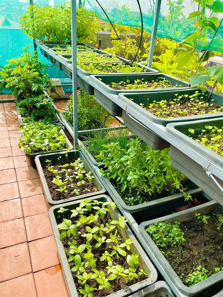 Sân thượng trong nhà phố rộng 100m2 của Diệp Bảo Ngọc tràn ngập rau xanh, hoa quả sạch&nbsp;đáng mơ ước-15