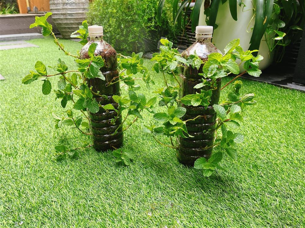 Sân thượng trong nhà phố rộng 100m2 của Diệp Bảo Ngọc tràn ngập rau xanh, hoa quả sạch đáng mơ ước-8