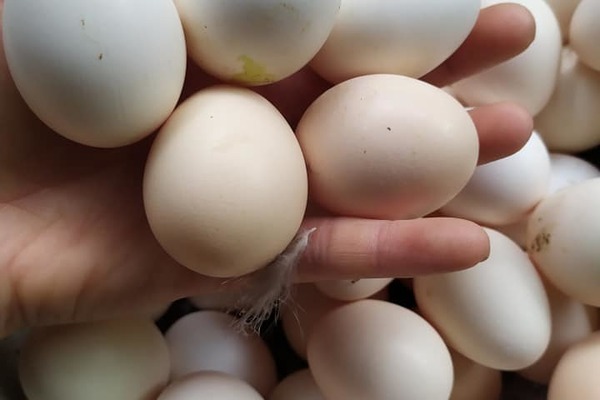 Bí quyết đi chợ đầu mối, một triệu đủ đồ ăn cả tuần cho 6 người-2