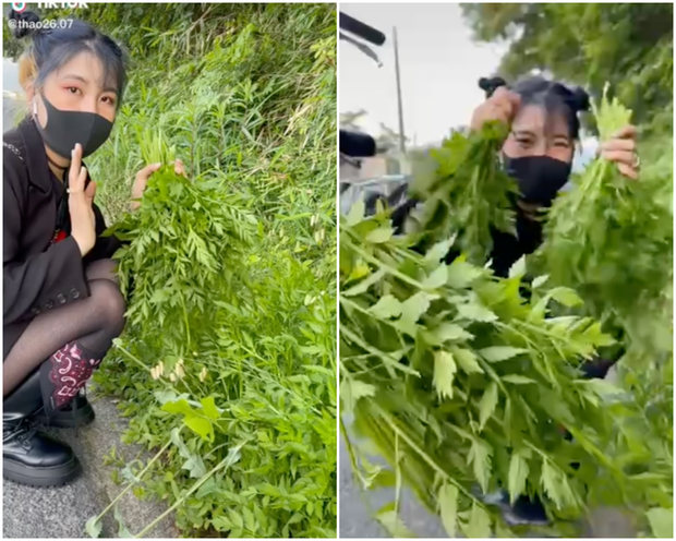 Một loại rau ở Việt Nam bán rõ đắt nhưng bên Nhật mọc đầy đường, dân mạng góp ý: Thật chẳng biết hưởng thụ!-1